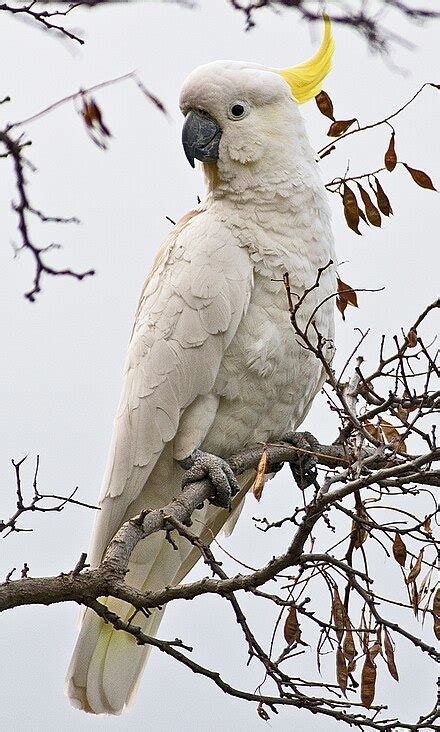 Sulphur Crested Cockatoo Wikipedia