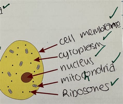 Biology Revision Flashcards | Quizlet