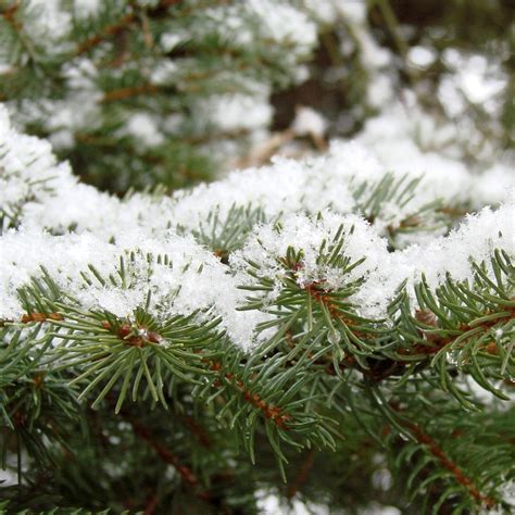 Pine Leaves Snow Free Photo On Pixabay