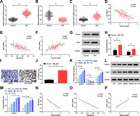 Hdac3 And T1 Are Highly Expressed And Mir 296 3p Is Lowly Expressed