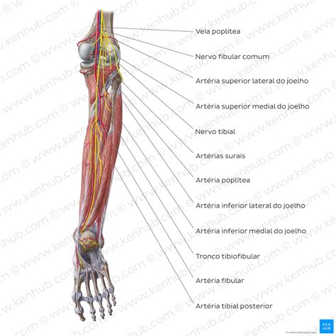 Anatomia Muscular Dos Membros Inferiores