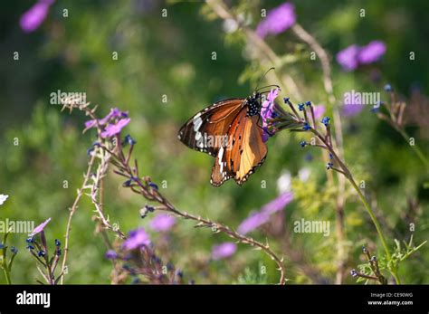 Monarch Butterfly Danaus Plexippus Feeding On A Purple Flower