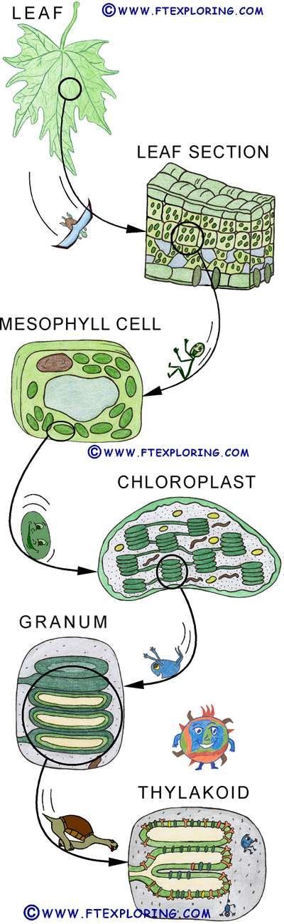 Two Main Parts Of A Chloroplast Where Photosynthesis Occurs