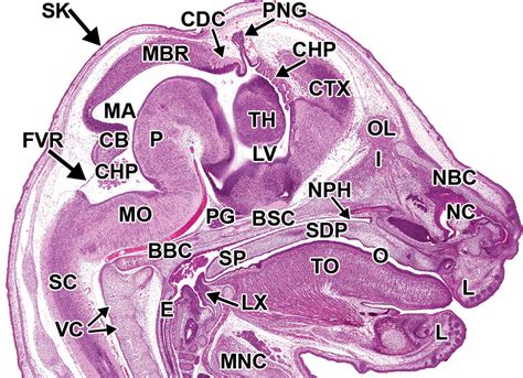 Histology Atlas Of The Developing Prenatal And Postnatal Mouse Central