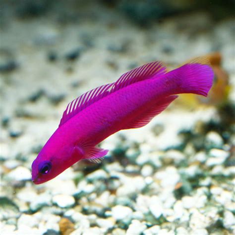 Purple Dottyback