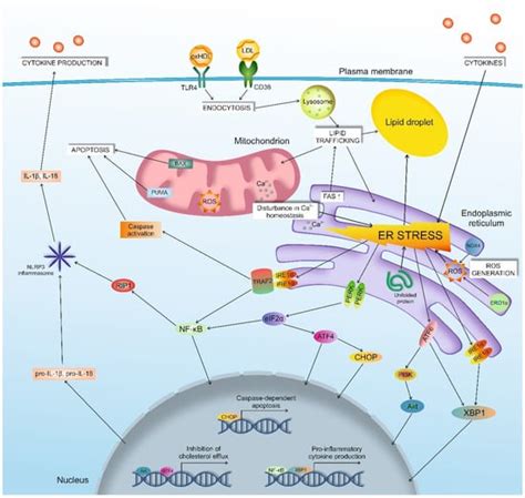 Biomedicines Free Full Text Endoplasmic Reticulum Stress In