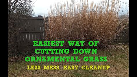 Easiest Way Of Cutting Down Ornamental Grass Less Mess Easy Cleanup Satifying Youtube