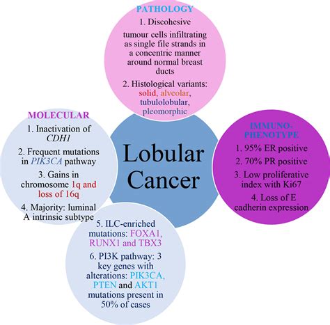 Frontiers Lobular Breast Cancer A Review