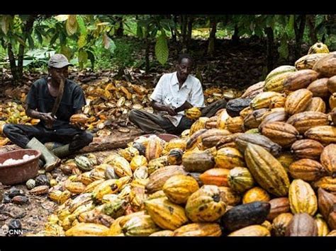 WAKULIMA KYELA KUONGEZA UZALISHAJI WA MAZAO YA BIASHARA YouTube