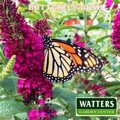 Flowers That Attract Monarch Butterflies Watters Garden Center