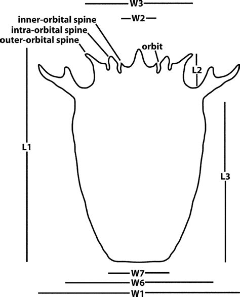 Reconstruction of carapace with position and orientation of ...