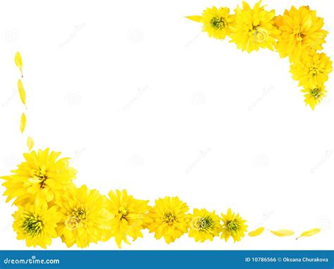 Frame With Yellow Flowers Stock Photo Image Of Bouquet 10786566