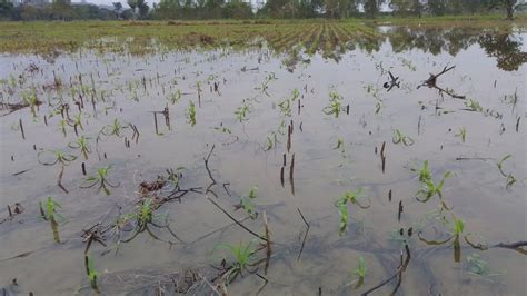 Desborde del río Chixoy alarma a pobladores de Cobán Prensa Comunitaria