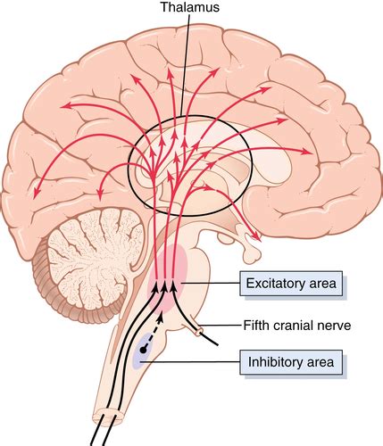 Physiology Chapter Limbic System And Hypothalamus Behavioral And