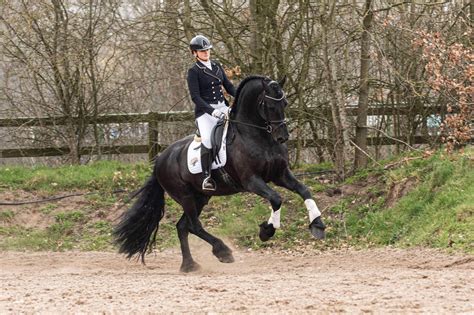 Services Friesian Horse For Sale