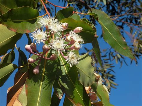 Organic Globulus Eucalyptus Essential Oil