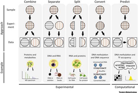 Multi Omics Of Single Cells Strategies And Applications Trends In Biotechnology