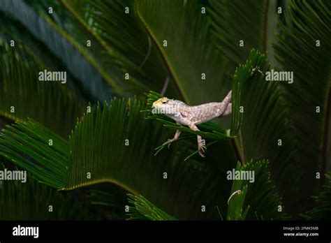 Beautiful Indian Garden Lizard Calotes Versicolor Posing On A Leaves