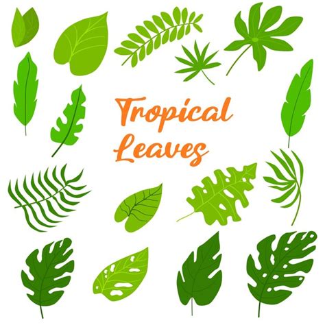 Premium Vector Tropical Leaf Collection Illustration