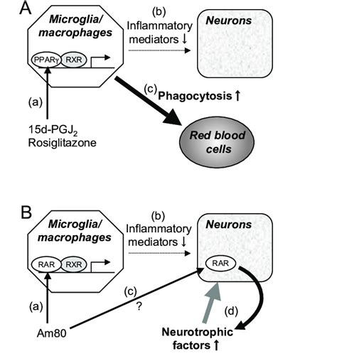 Proposed Mechanisms Of Action Of Nuclear Receptor Ligands In The Brain