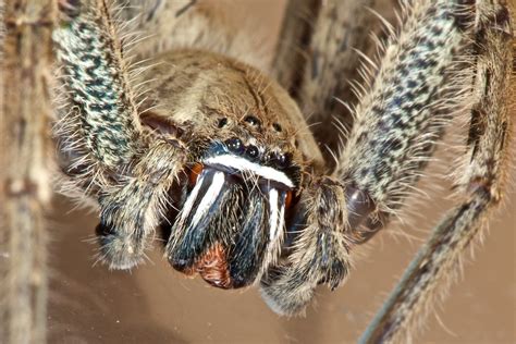 Show Us Your Worldwide Arachnids And Insects Wildlife Images From