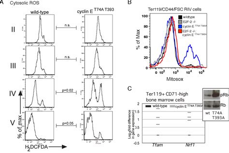 Figure From Novel Roles Of The E F Transcription Factor And