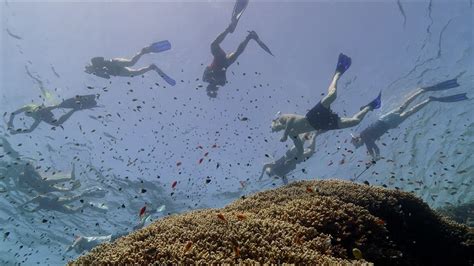 Red Sea Diving Safari 2020 The Eco Diving Adventure Youtube