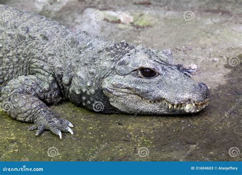 West African Dwarf Crocodile Stock Image - Image of wildlife, african: 31604603