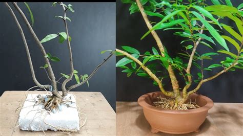 How To Make Kabudachi Clump Raft Style Bonsai Anting Putri Gaya