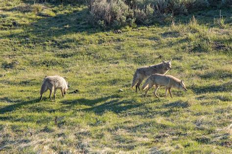 Mountain Lion vs Coyote: Who would Win In A Fight?