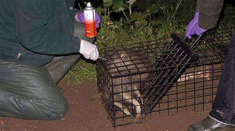 Sussex Badger Vaccination Project ‘progressing Well Farmers Weekly