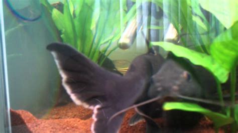 pangasius catfish youtube