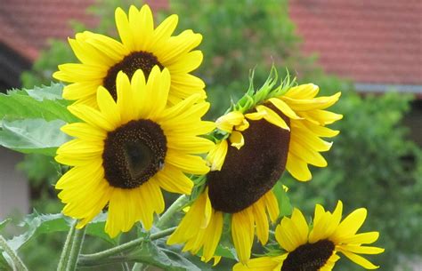 Coltivare Il Girasole In Vaso E In Giardino Bricoliamo