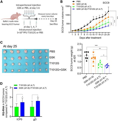 The Cell Viability And Anti Tumor Efficacy Of Combined Treatment Of