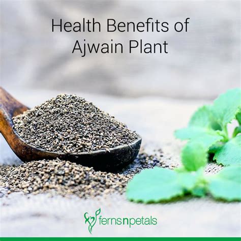 Ajwain Leaves Health Benefits