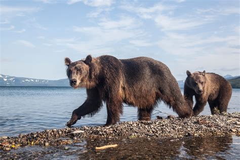 7 Differences Between Brown And Grizzly Bears Russia Beyond