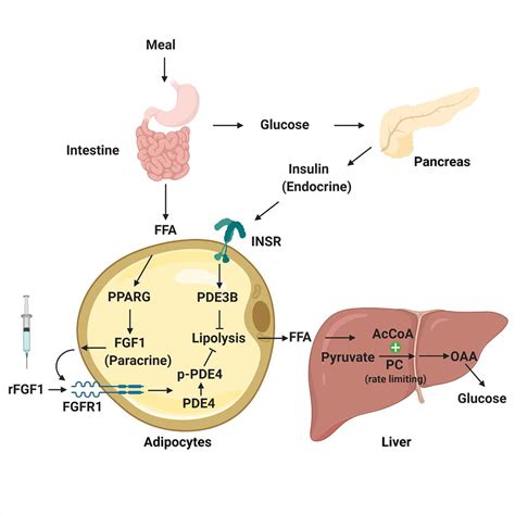 Fgf1 And Insulin Control Lipolysis By Convergent Pathways Cell Metabolism