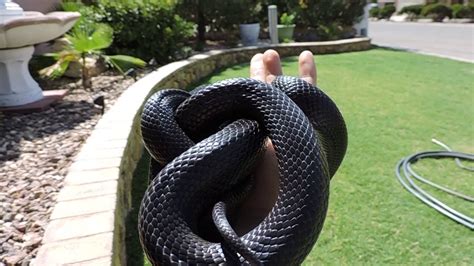 Mexican Black Kingsnake Guide - Pet Rescue Blog