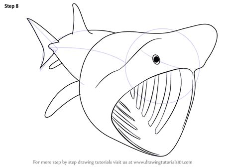 How To Draw A Basking Shark Fishes Step By Step