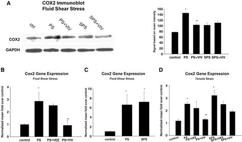 Figure From Nuclear Factor Of Activated T Cells Mediates Fluid Shear