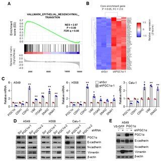 Pgc Loss Promotes The Epithelialmesenchymal Transition Emt In Lung