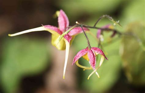 11 Best Perennial Flowers For Shady Gardens