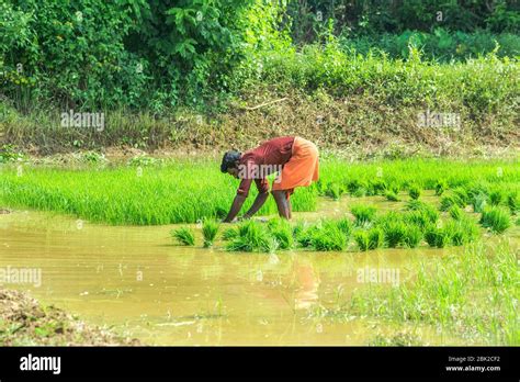 Kerala Rice Fields High Resolution Stock Photography And Images Alamy