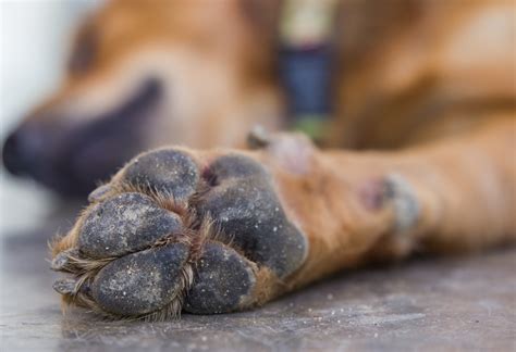 Treating A Dog Paw Pad Injury Countryside