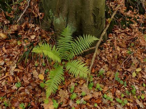 Wald Frauenfarn Athyrium Filix Femina Ngidn Flickr