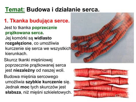 Temat Budowa i działanie serca