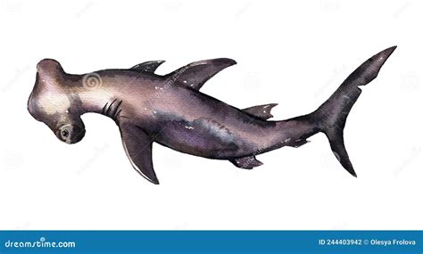 Watercolor Hammerhead Shark Hand Drawn Illustration Ocean Clipart