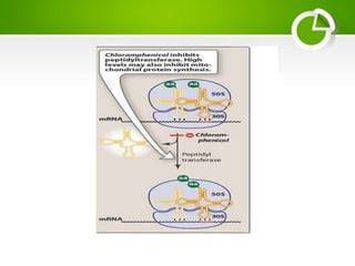 Antibiotic Chloramphenicol history,classification,mechanism of action and adverse effect | PPT