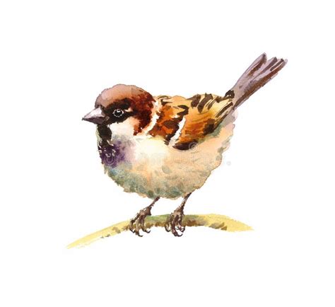 Sparrow Watercolor Bird Illustration Hand Drawn Stock Illustration