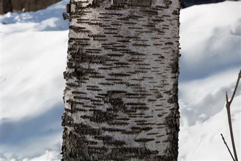 Paper Birch Also Known As White Birch Betula Papyrifera Tree Bark In